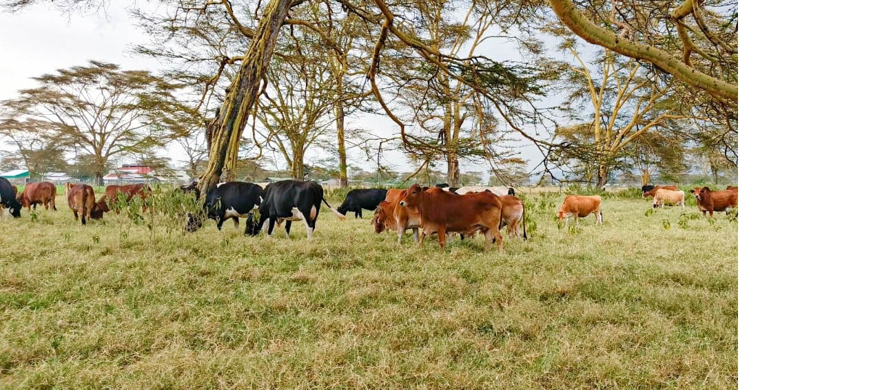 Cattle